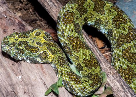 top 10 best pit vipers.